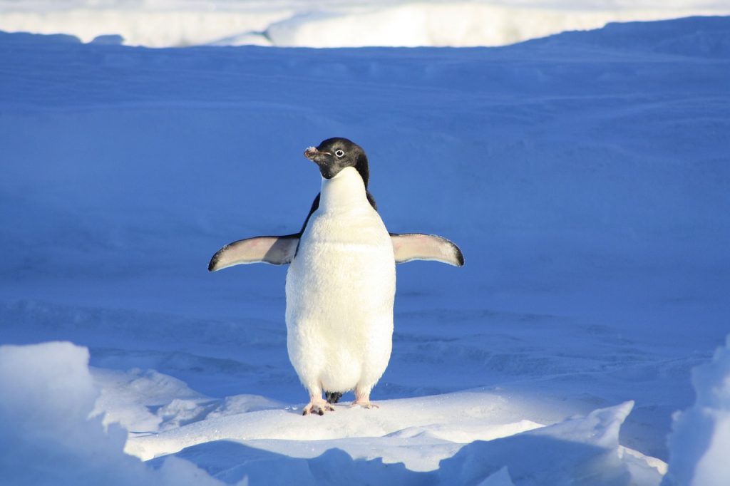 penguin, fun, blue