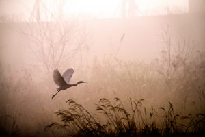 egret, flying, fog